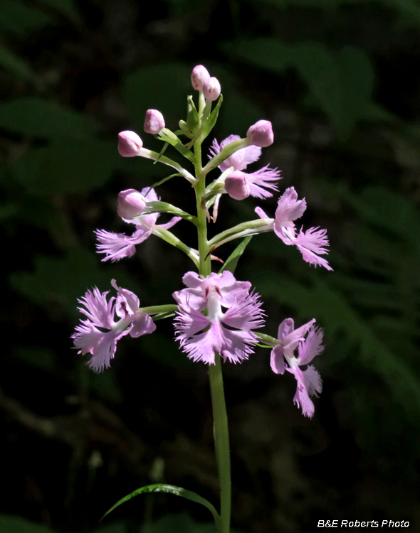 Platanthera_grandiflora