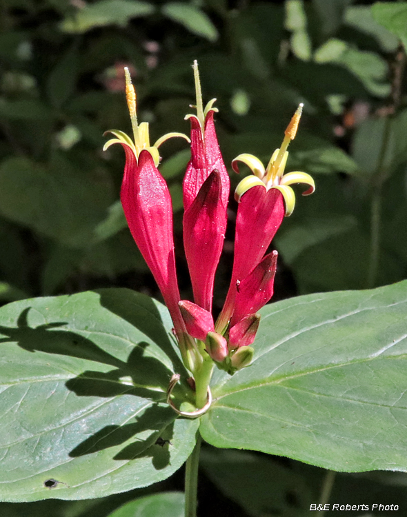 Spigelia