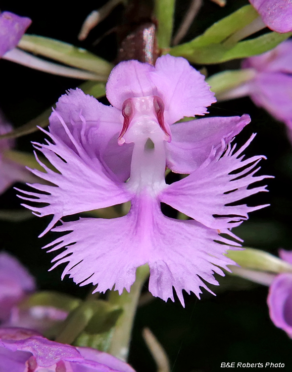 Platanthera_grandiflora