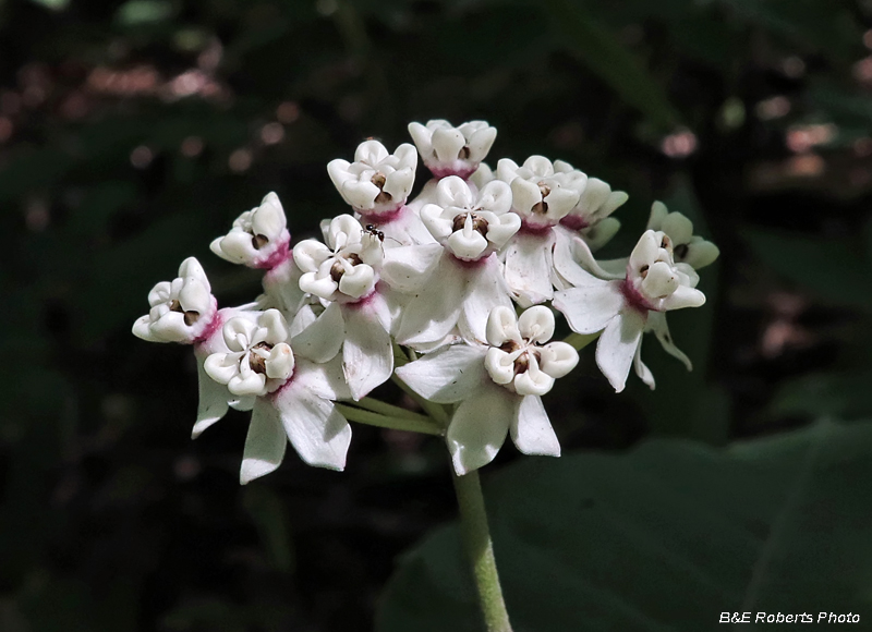 Red_Ring_Milkweed