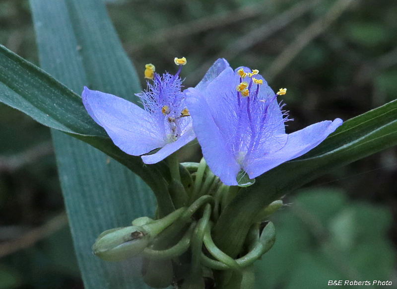 Spiderwort