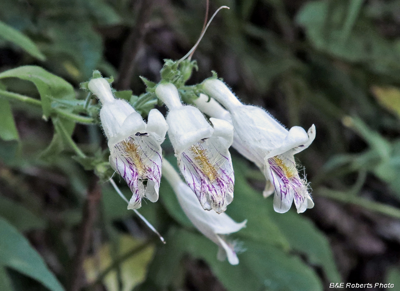 Beardtongue