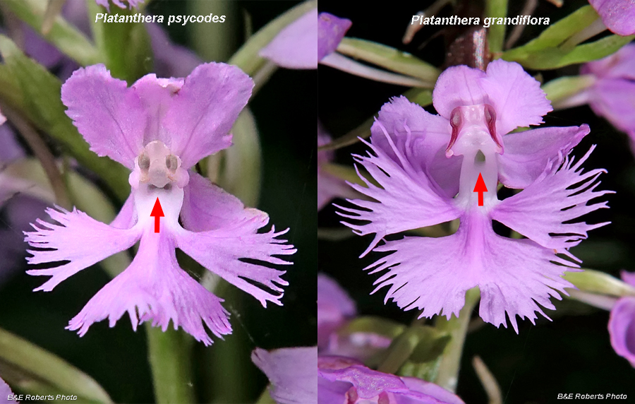 Platanthera_grandiflora