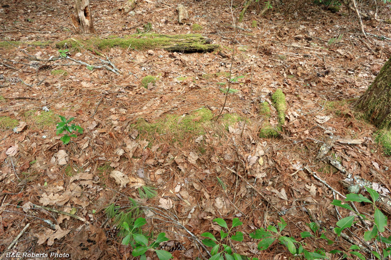 Cabin_log_remains