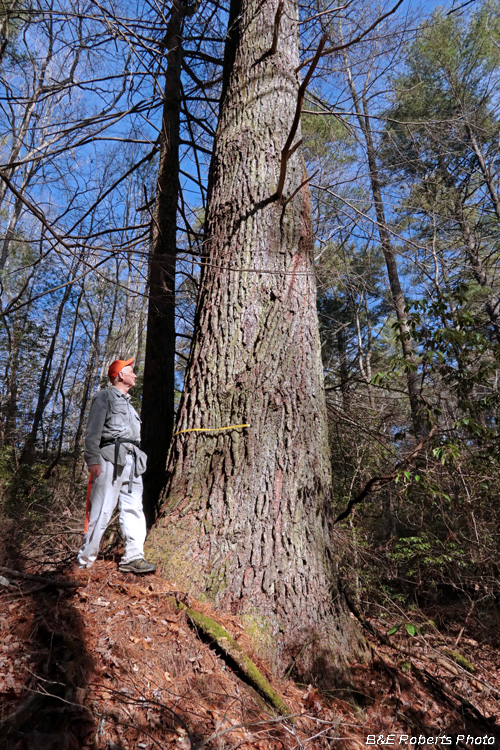 Huge Pine