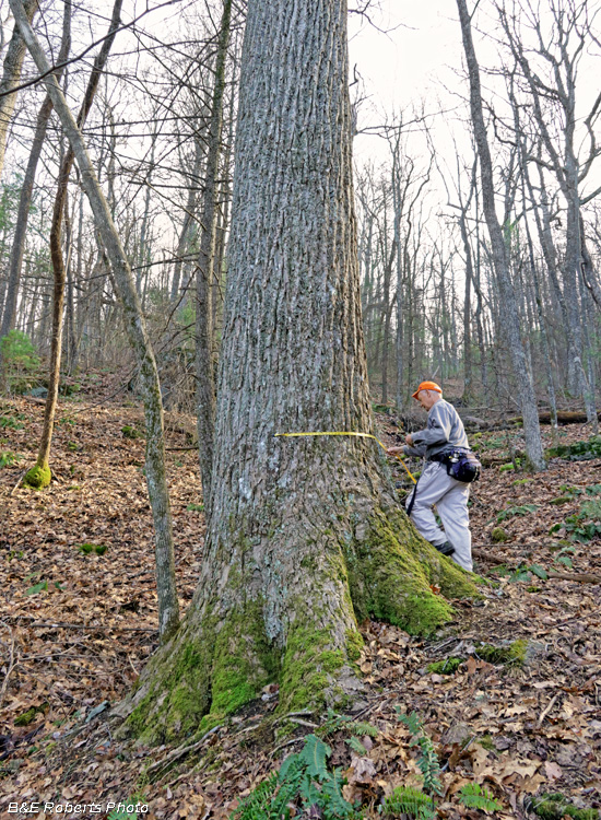 Big_Tulip_Poplar