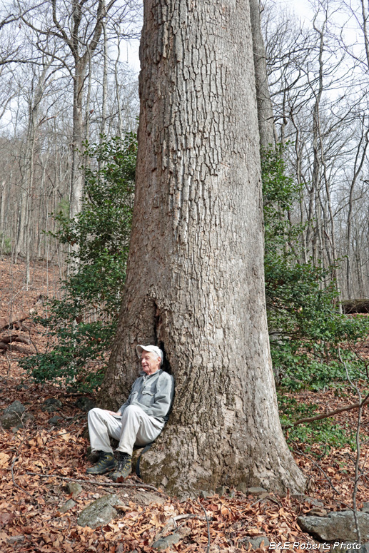 Huge_Tulip_Tree