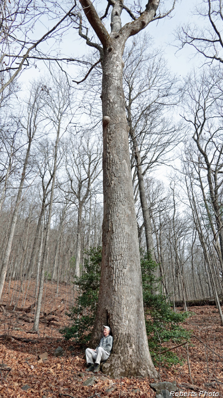 Huge_Tulip_Tree