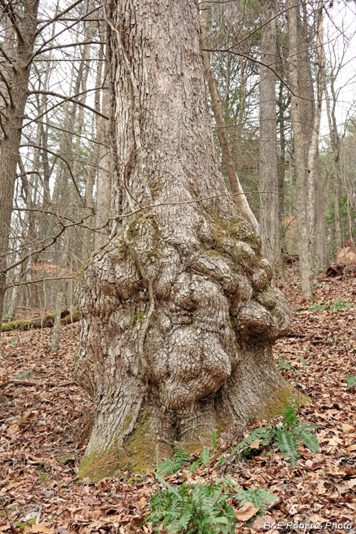 Burl_tree