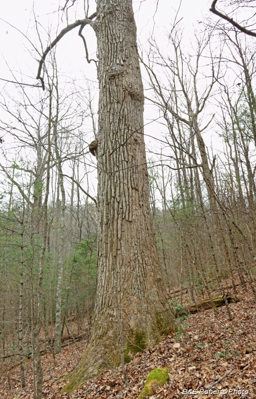 Big_tulip_poplar