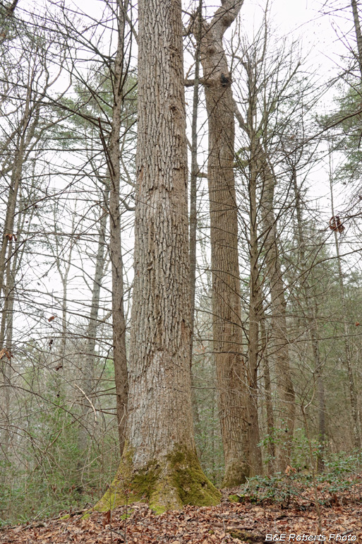 Big_Tulip_Poplar