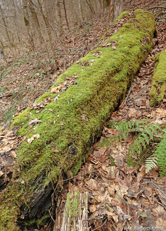 Mossy_log