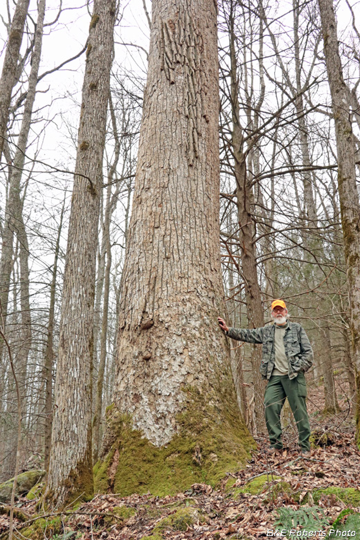 Big_Tulip_Poplar