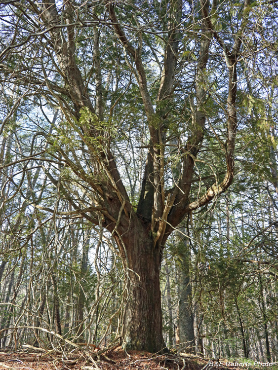 Arborvitae