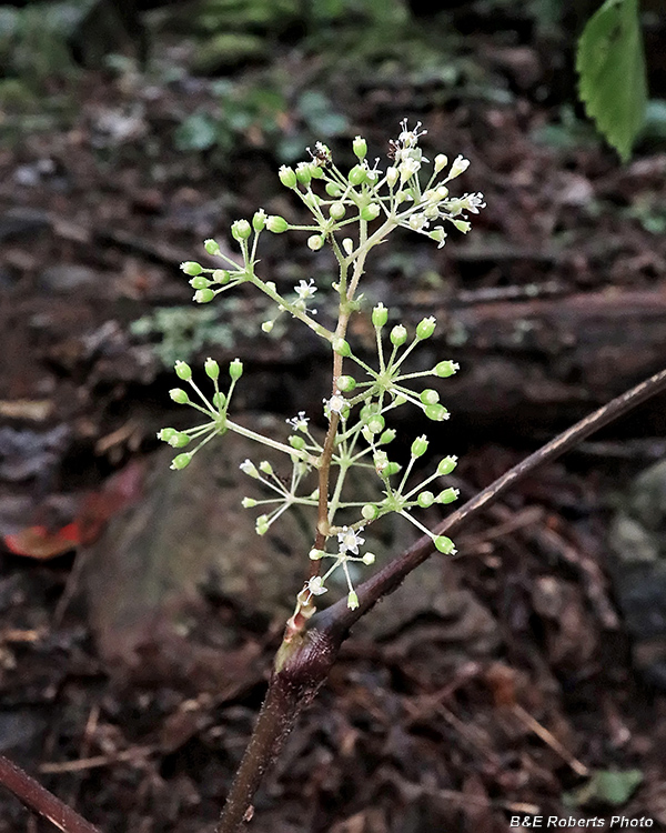 American_Spikenard