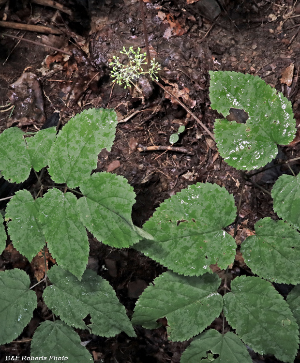 American_Spikenard