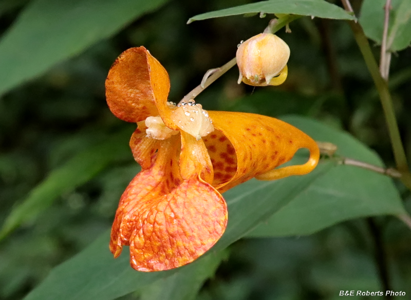 Spotted_Jewelweed