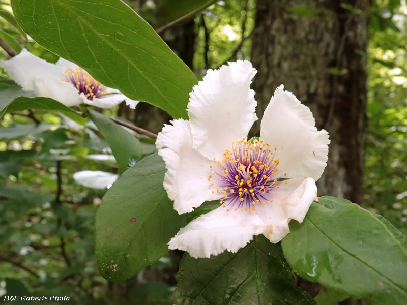 Stewartia_ovata