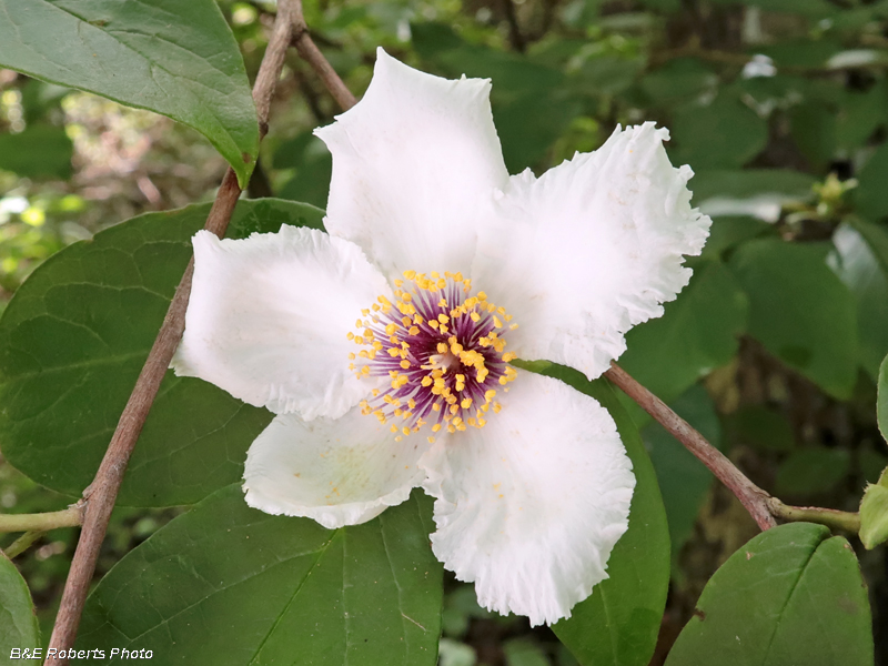 Mountain_Camellia