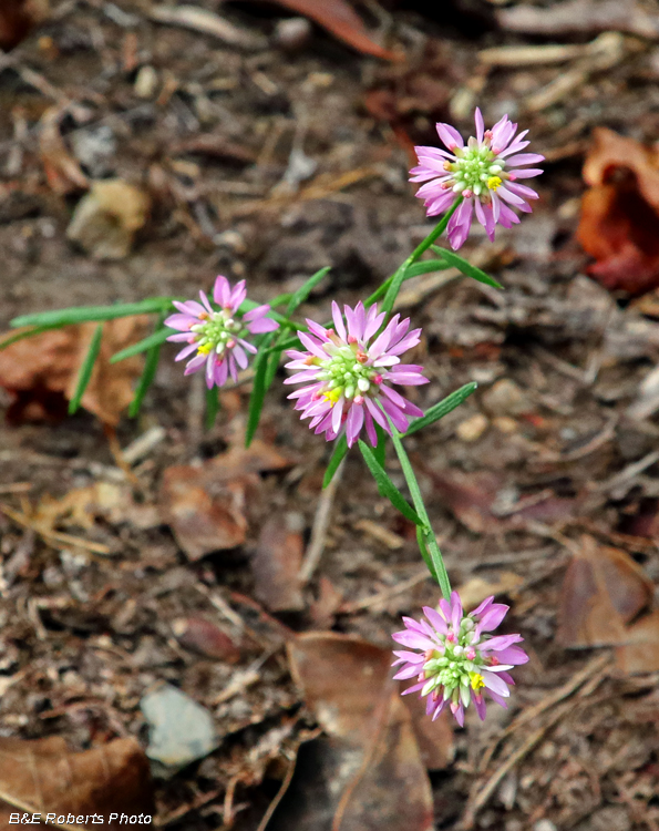 Polygala_curtissii