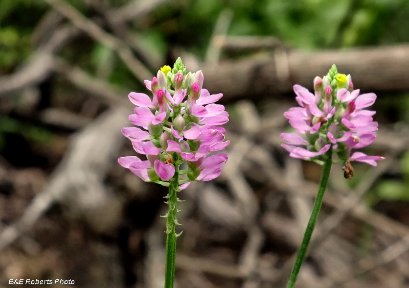 Polygala_curtissii