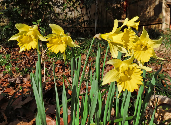 Daffodils