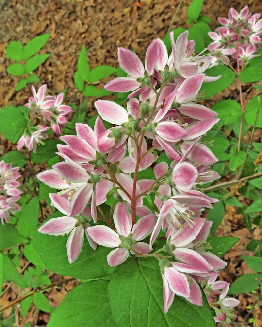 Deutzia