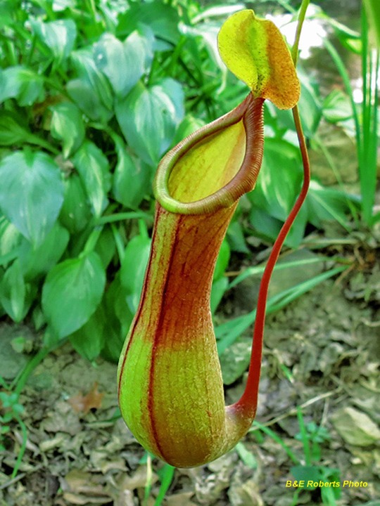 Nepenthes