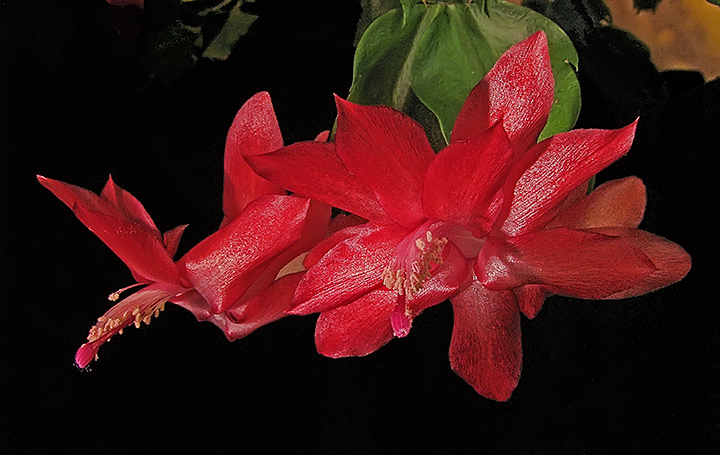 Christmas_cactus