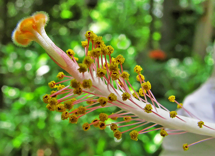 Hibiscus_Stamen