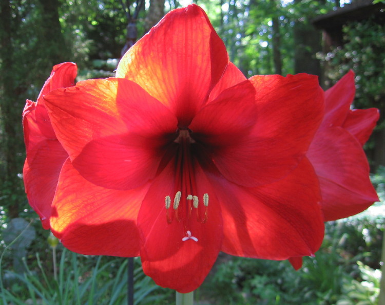 amaryllis