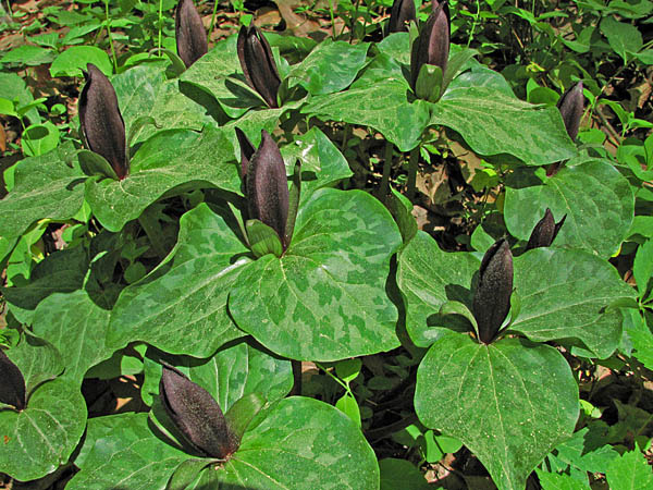 Trilliums