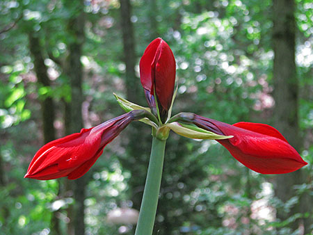 amaryllis