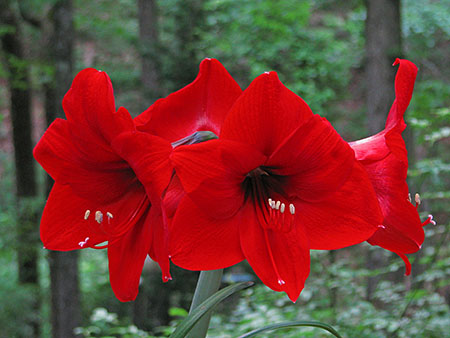 amaryllis