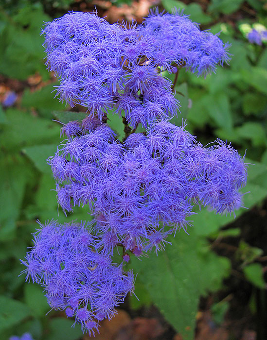 Ageratum