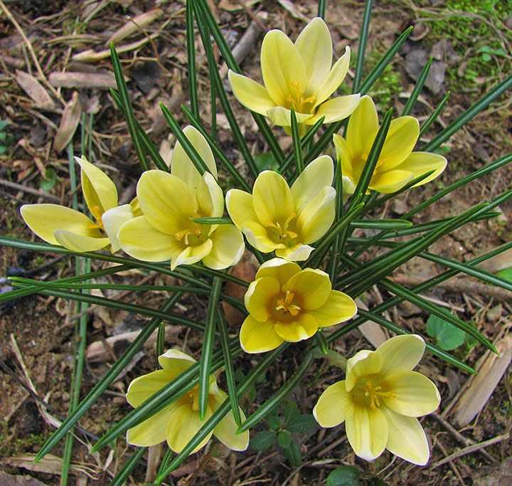 Crocuses