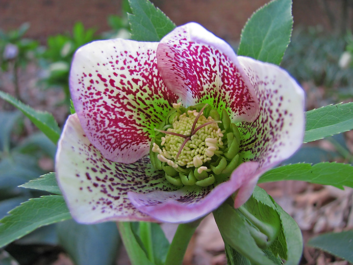 Lenten_Rose