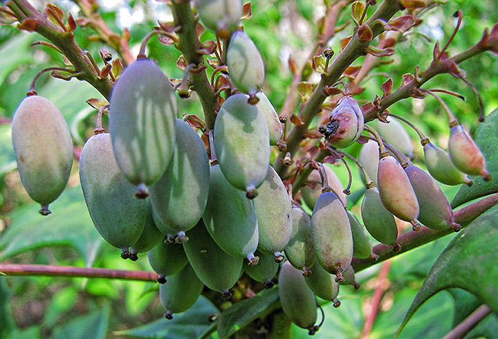 Mahonia