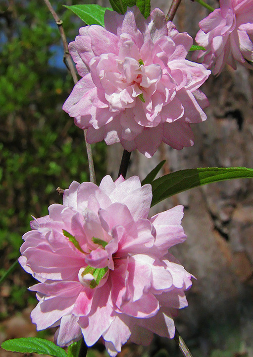 Flowering_almond