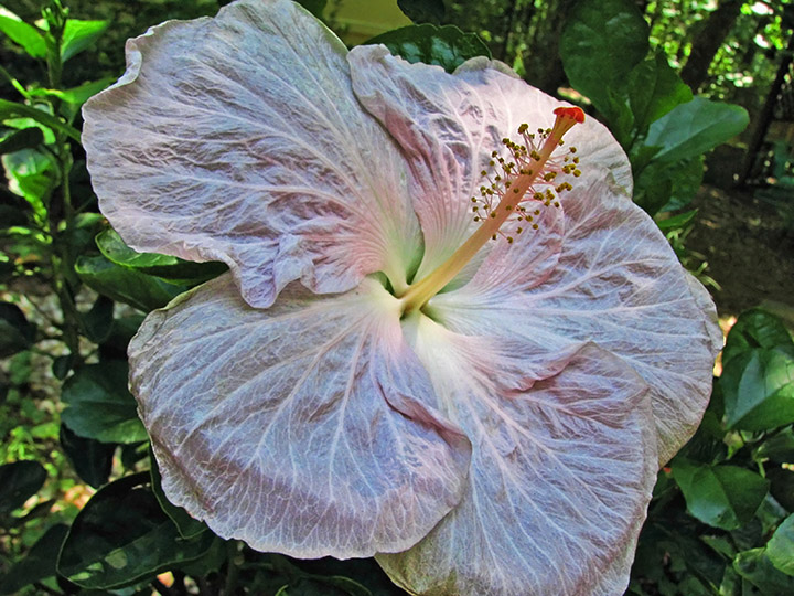 Hibiscus