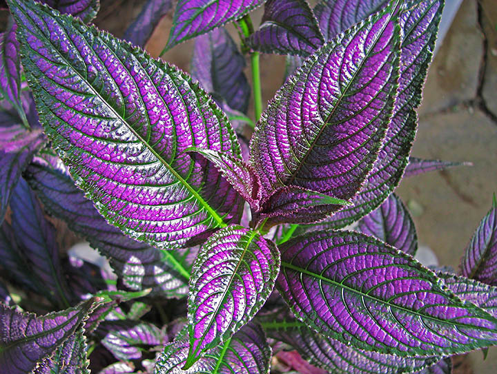 Strobilanthes