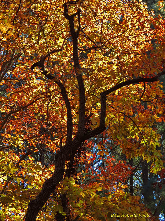 Foliage