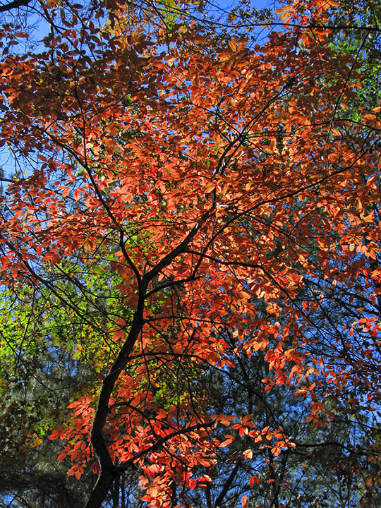 Red_foliage