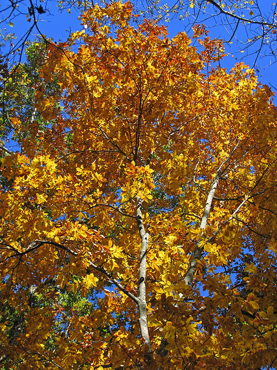 Yellow_foliage