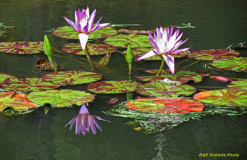 Water_Lilies