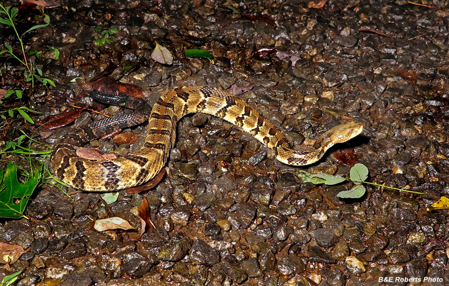 Timber_Rattler