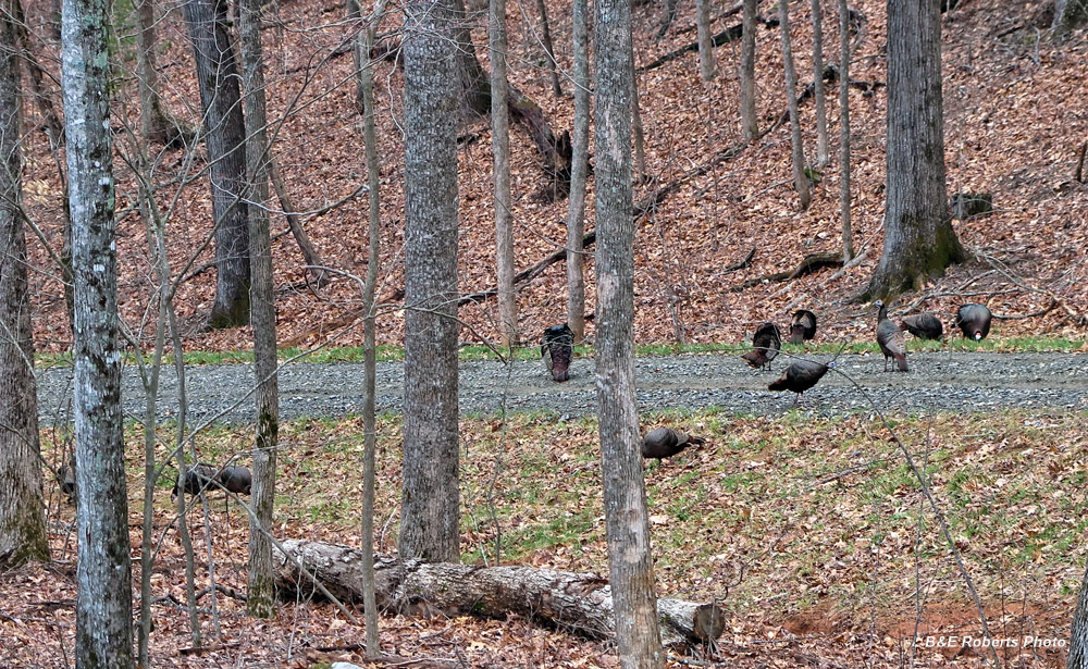 Turkey_flock