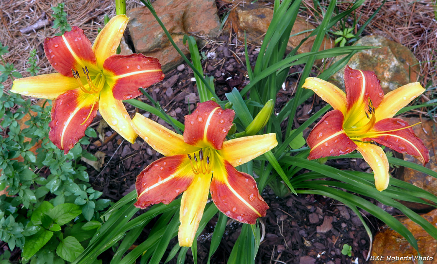 Daylilies