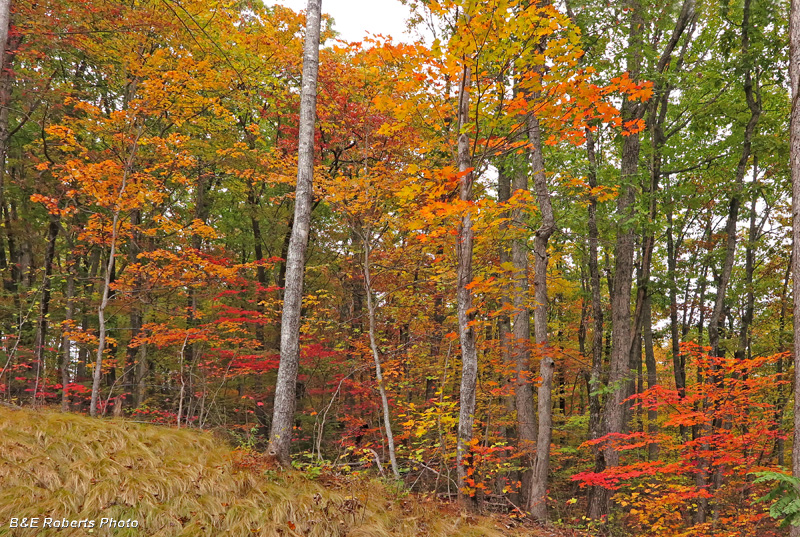 foliage