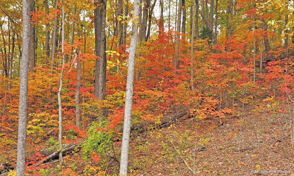 foliage